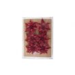 Cosy @ Home Poinsettia Clip Set6 Red Synthetic 0x0xh