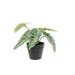 Cosy @ Home Ornamental Plant Alocas Green 20x20xh20c