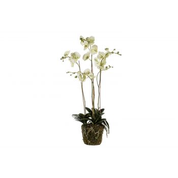 Cosy @ Home Phalaenopsis Plant With Moss Green 105cm